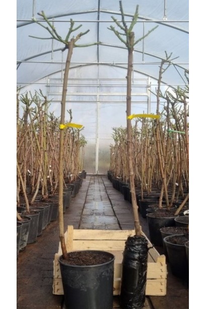 Троянда Vuvuzela штамбова форма - саджанці в горщику